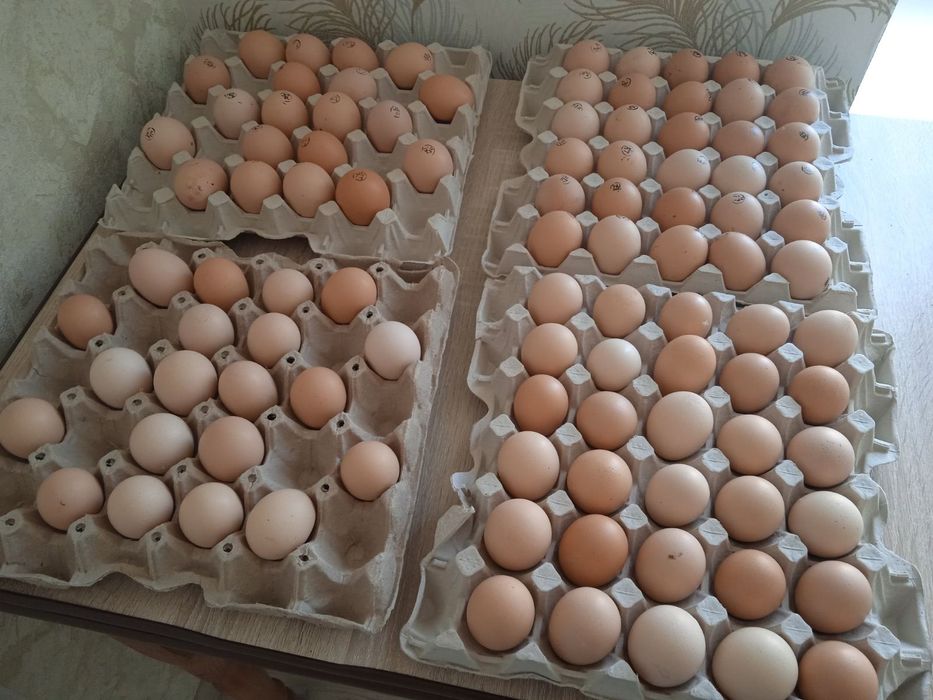 Яйцо инкубационное Редбро