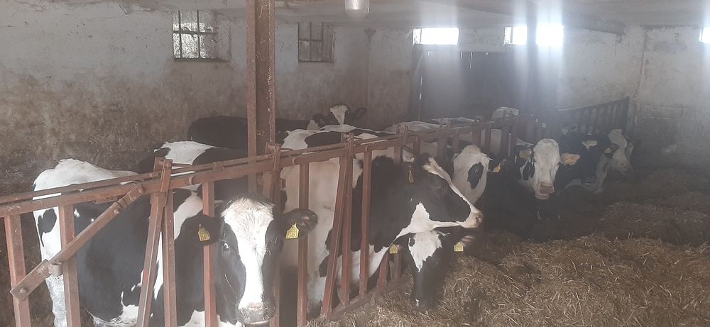 Sprzedam jałówki hodowlane 8szt.