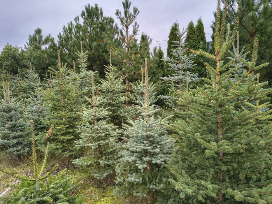 Hoinki świerk srebrny,pospolity