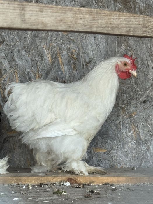 Карликовый кохинхин. Декоративные куры