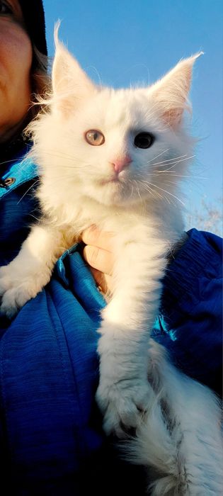 Велетні Мейн-кун