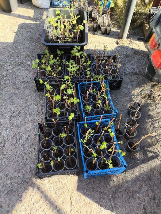 Черенки (чубуки) винограду