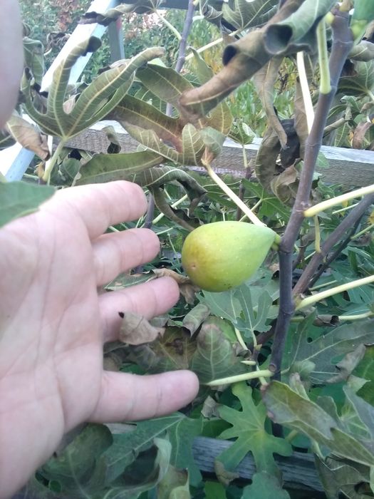 Черенки столового, технического (винного) винограда, инжира, плодовых