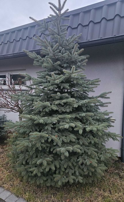 Świerk 2m choinka do wycięcia wykopania