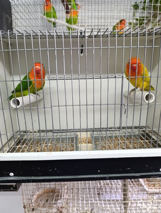 Casal de agapórnis fischeris Edge linha verde