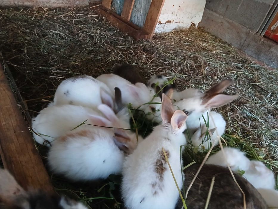 Coelhos anões e cabeça de leão