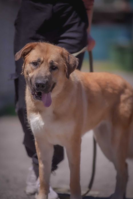 Метис алабая в добрі руки