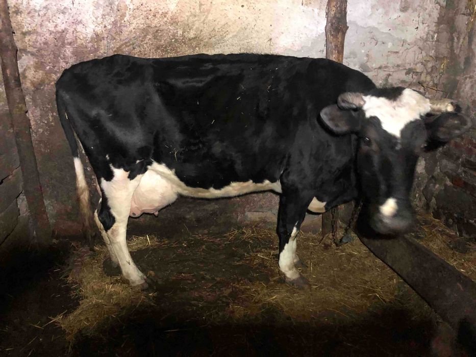 Продам корову молочну