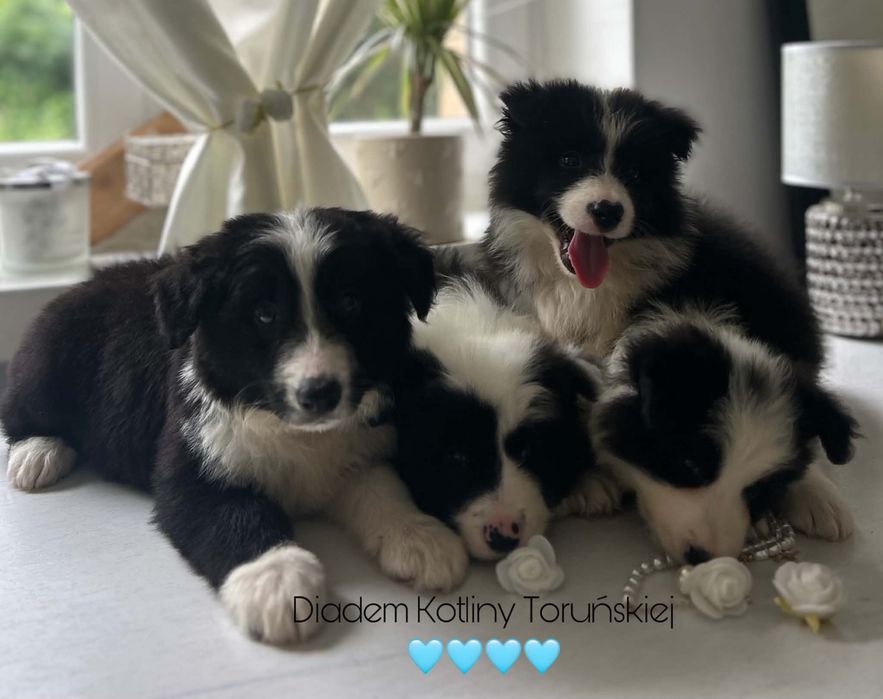 Border collie z rodowodem gotowe do odbioru