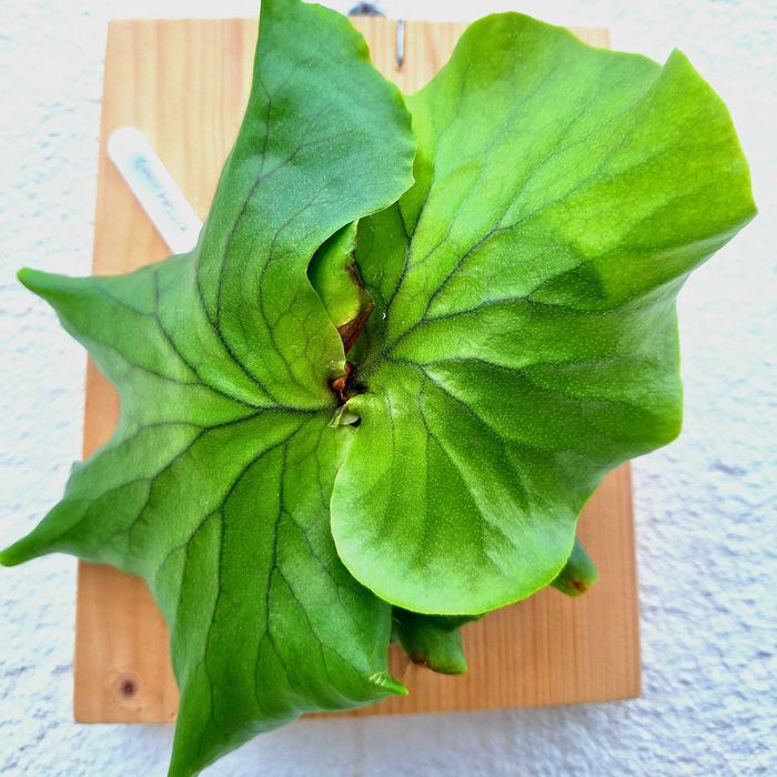 Platycerium kitshakood