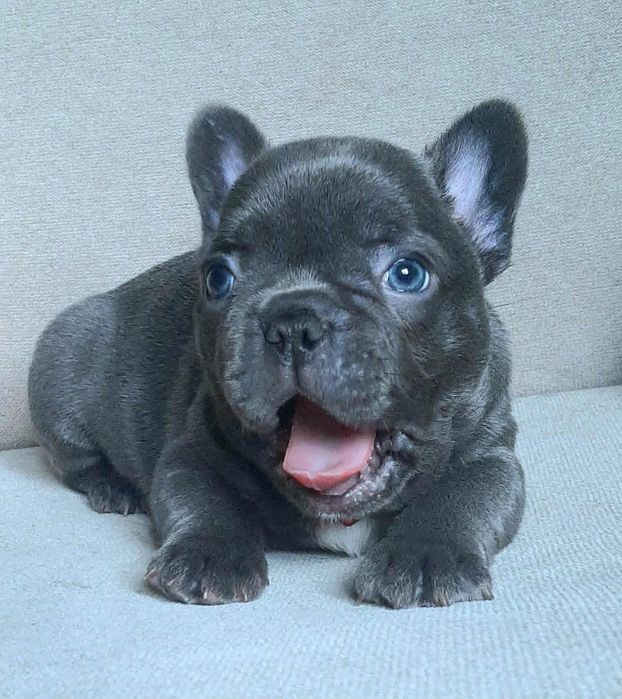 Buldog trancuski piesek