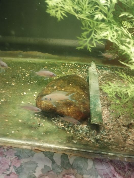 Прынцеса Бурунди подростки