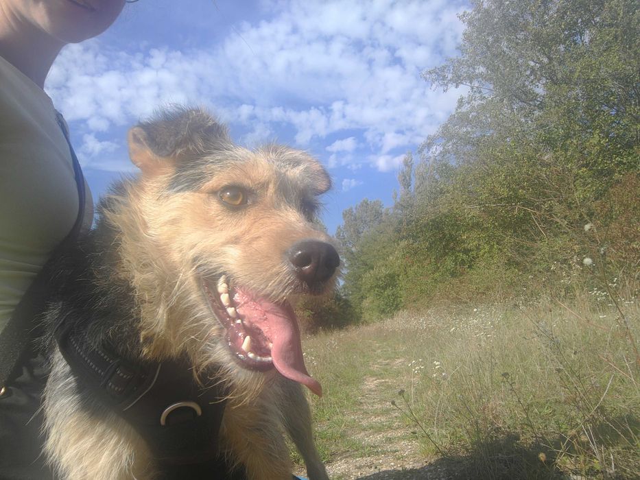 Psy i koty do adopcji