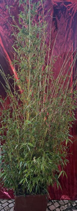 Plantas diversas em vasos (crassula, espada s.jorge, bambu)