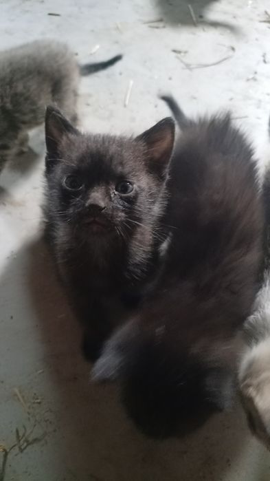 oddam za darmo kocięta
