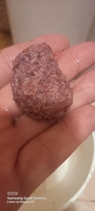 . Трубочник "ИЗЯ". Разведение одесское