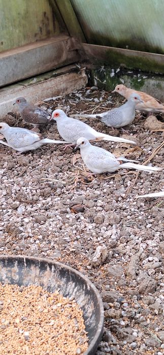 Gołąbki diamentowe