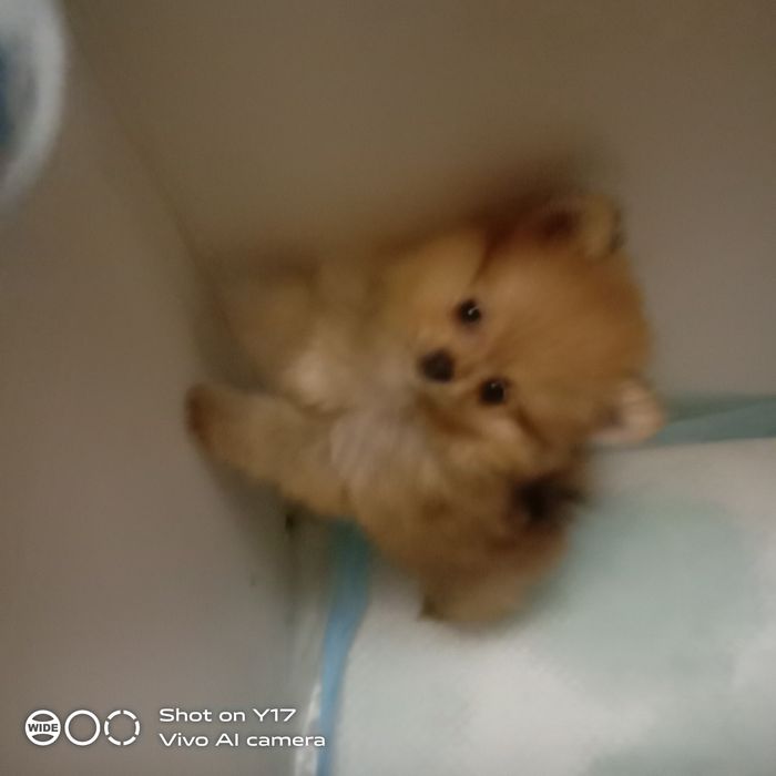 Чистокровний Померанський шпіц.