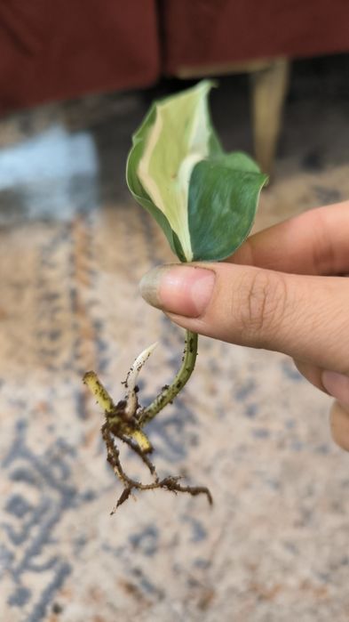 Philodendron Cream splash Sadzonka