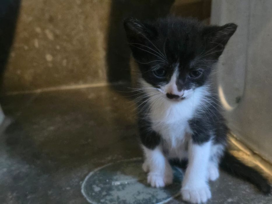 Gatinhos lindos  para adopção.