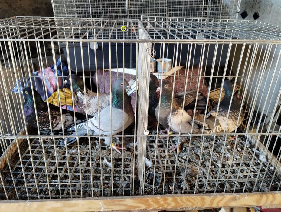 Sprzedam gołębie frill