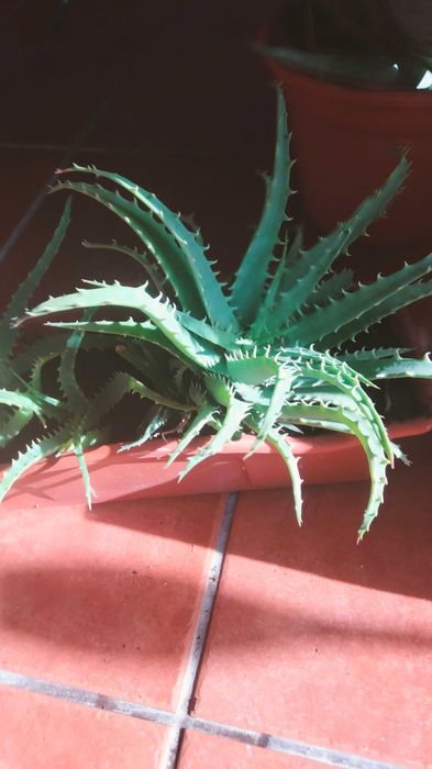 Plantas de aloe (mudas)
