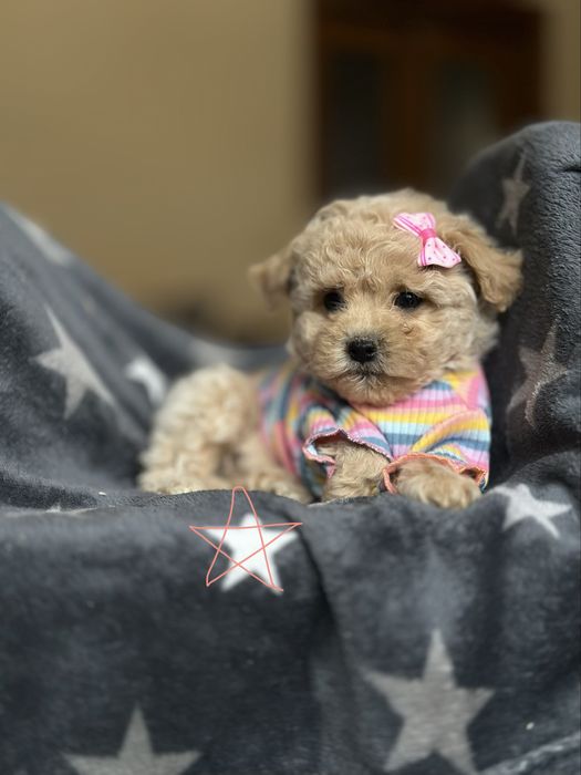 Кому мальтипу? Чарівні мальтіпу. Гарний вибір маленьких цуценят.