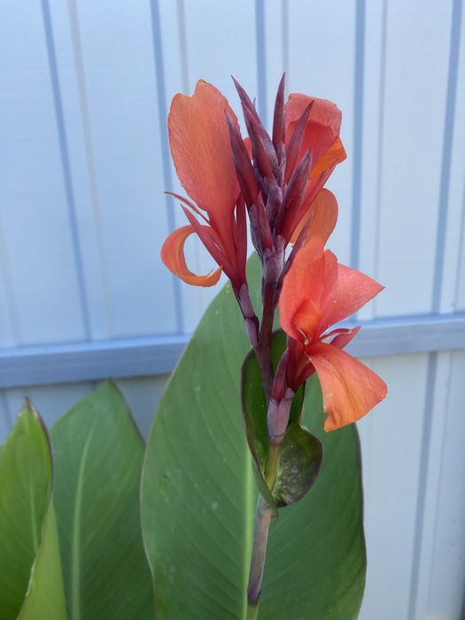 Кани клубні продам