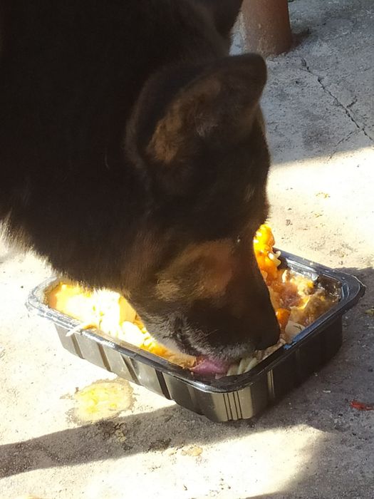 Необхідна їжа для безпритульних котів та собак.