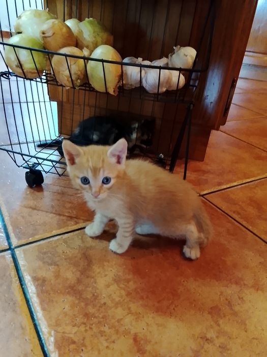 Gatinhos para adoção  ,dois machos e uma fêmea