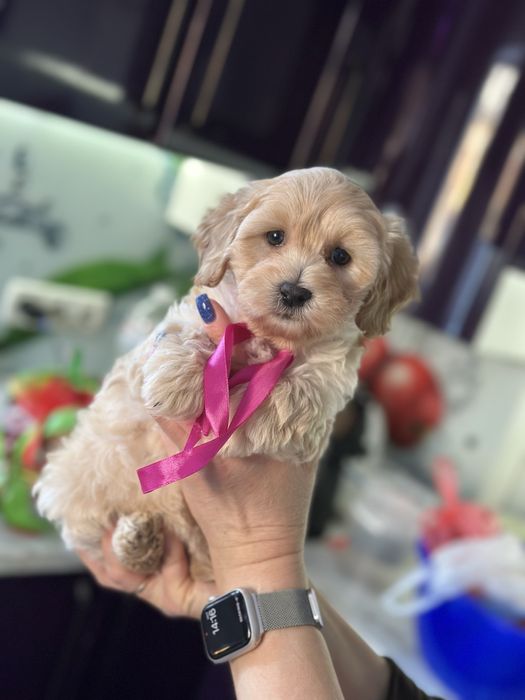 Мальтипу девочка 2.5 месяца