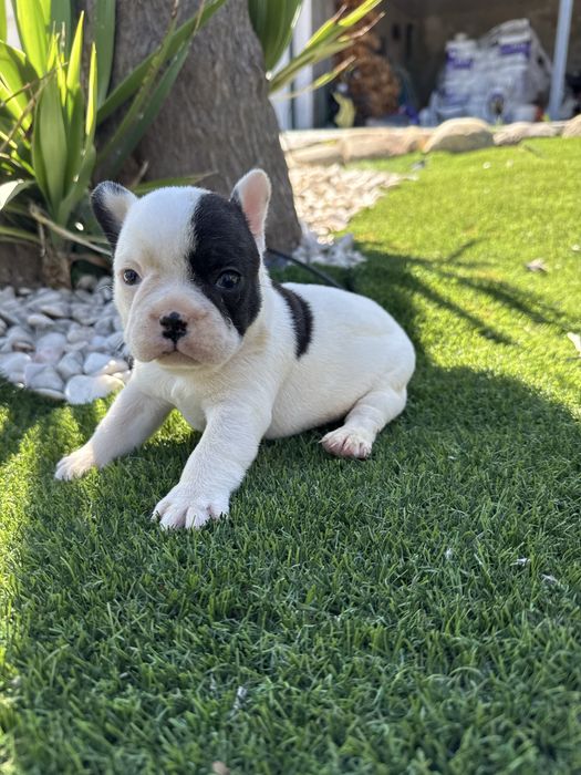 Bulldog francês menina