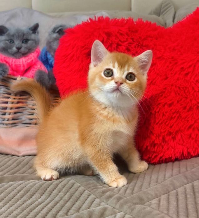 хлопчик шотландський котята котики