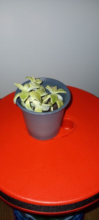 Кімнатна квітка/ рослина Ехеверія