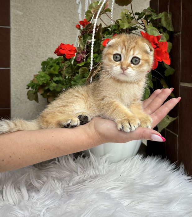 Хлопчики висловушки дуже милі кошенята!