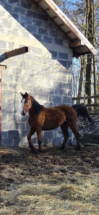 Sprzedam klacz 8-letnią