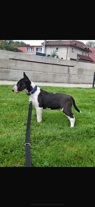 Bullterrier Miniaturowy Fci