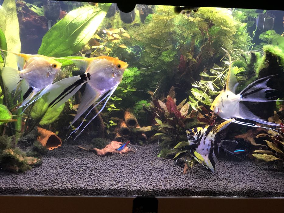 Sprzedam dorosłe zdrowe skalary