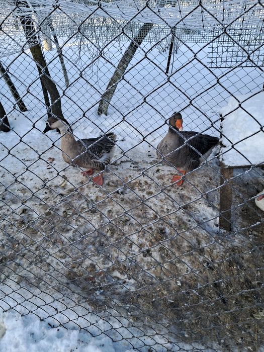 Sprzedam Ges i Gasiora