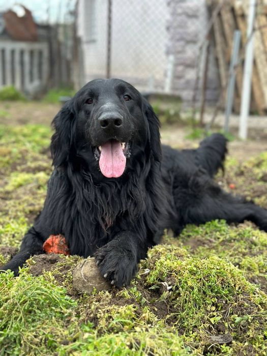 Прямошерстный ретривер