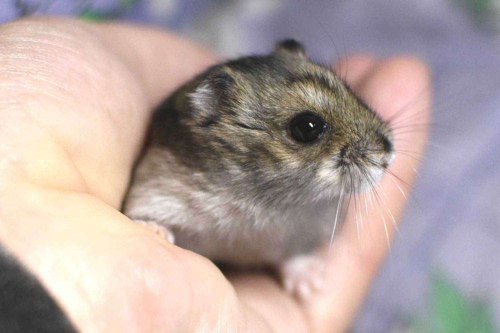 Джунгарские хомячки, хомячата, хомяки, хомяк, карликовые, джунгарики