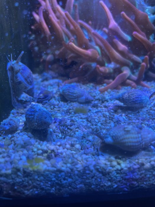 Vendo nassarius vibex aquario marinho