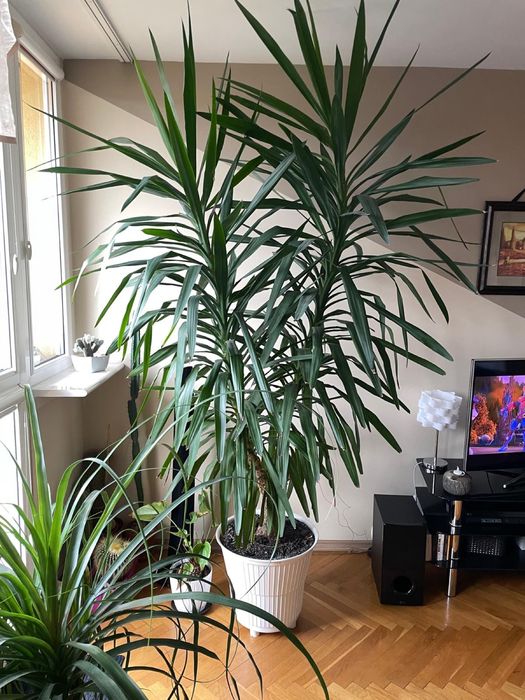 Duża juka (jukka, yucca),