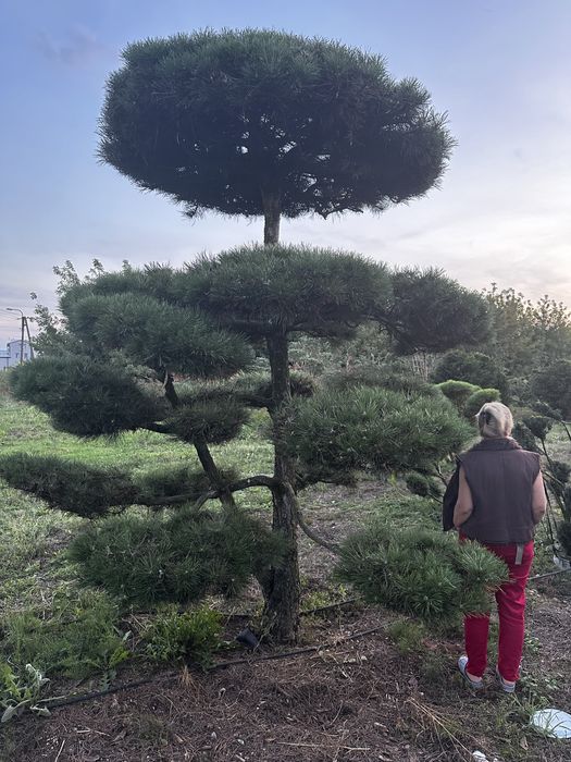 Bonsai-Niwaki Sosna Cis Jałowiec.  Cyprys szmaragd katalpa klon jodła.