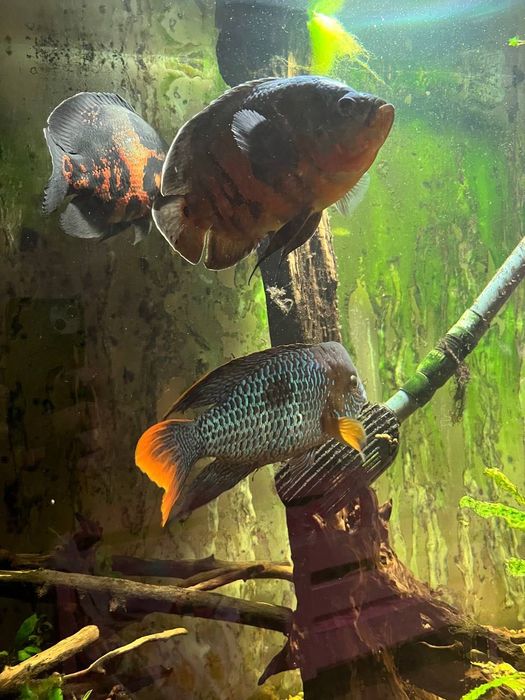 Продам рыб Акара, Астрононус