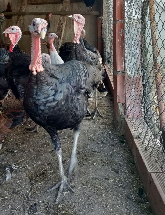 Perus e Peruas do Campo - Ler descrição