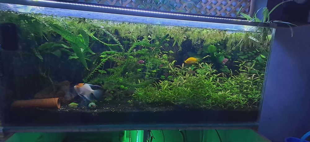 Akwarium OptiWhite 240l