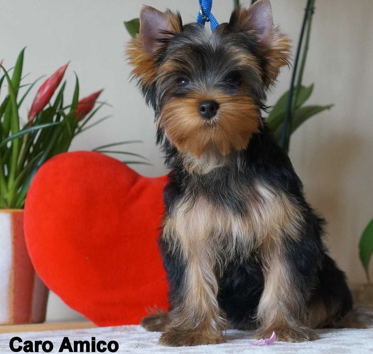 Yorkshire Terrier  -FCI ZKwP