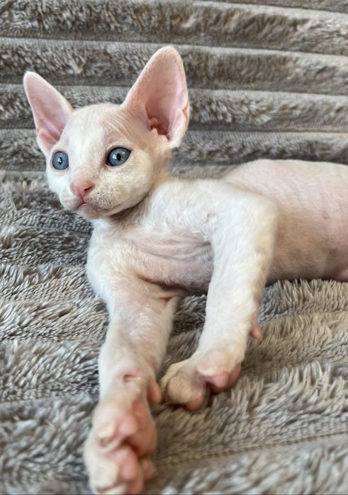 Котик Девон Рекс