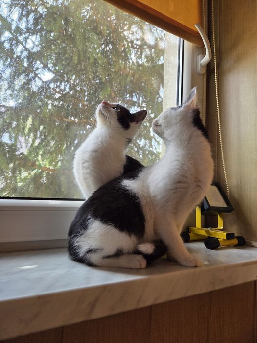 Koty, kotka, kocurek